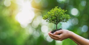 Tree plant in someone's hand