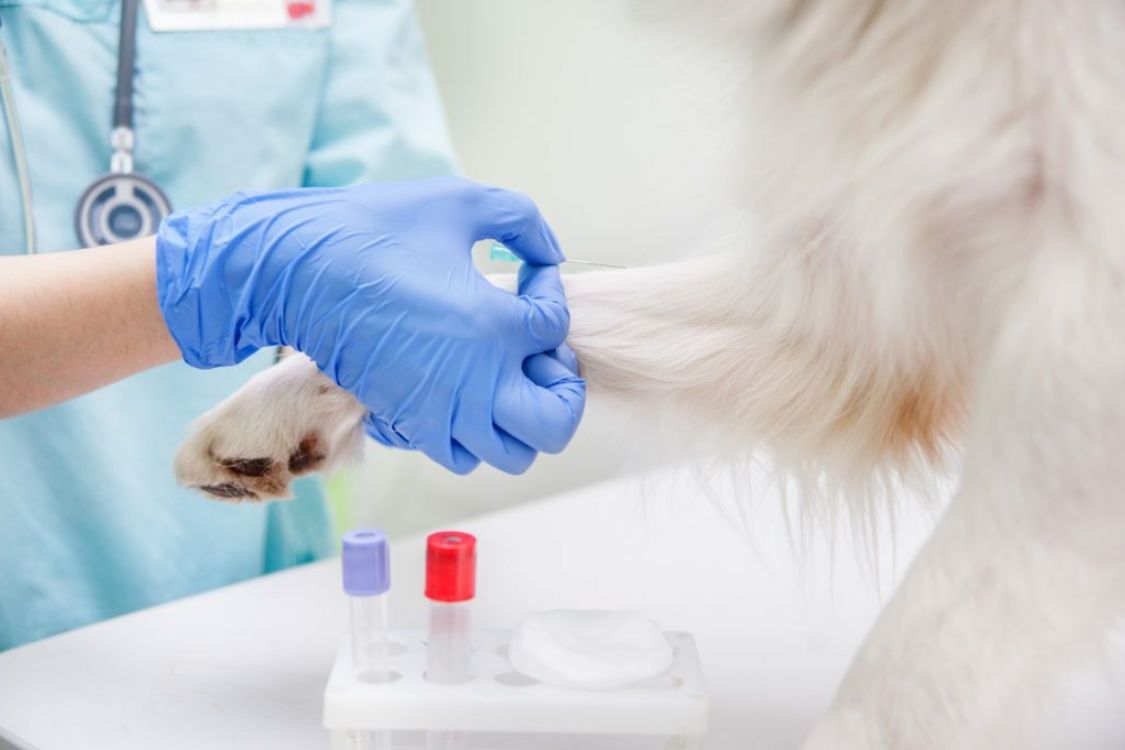 Cold Chain Solutions for Animal Health Products