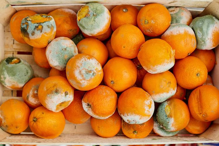 Rotting oranges